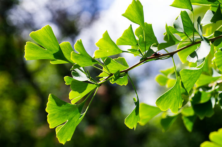 Ginkgo biloba tempeltre Ginkgo biloba tempeltre